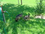 photo of our dogs
